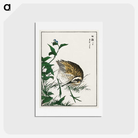 1-85_Pictorial-Monograph-of-Birds_hagaki