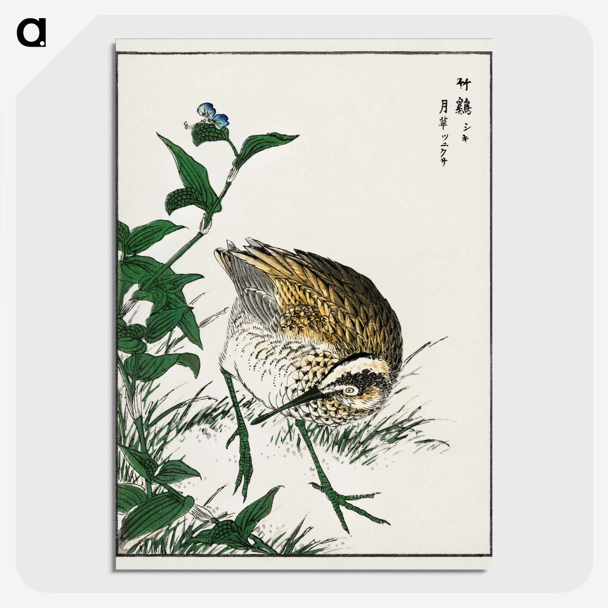 1-85_Pictorial-Monograph-of-Birds_picture-crop