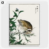 1-85_Pictorial-Monograph-of-Birds_picture-crop