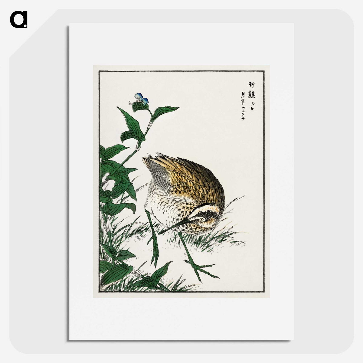 1-85_Pictorial-Monograph-of-Birds_picture