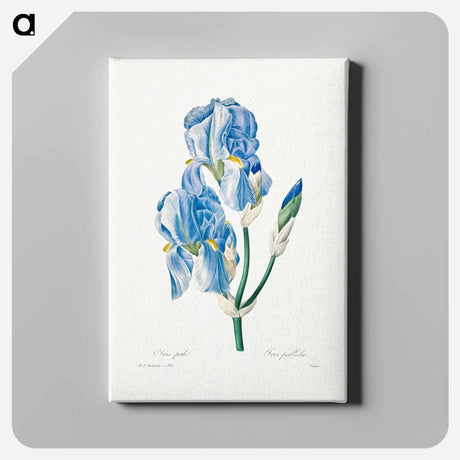 アートパネル-Iris Pallida - ピエール ジョゼフ ルドゥーテ Canvas.