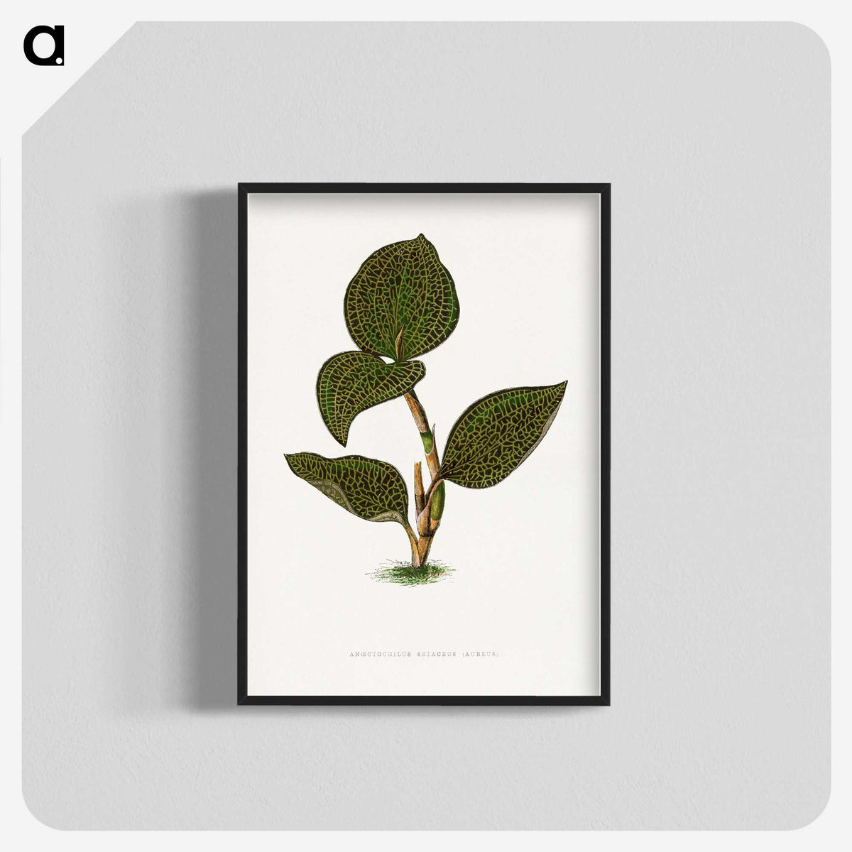 1-85_Plants-with-Colored-Foliage_blk-crop