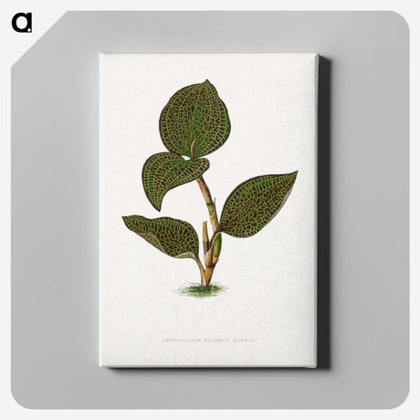 1-85_Plants-with-Colored-Foliage_canvas
