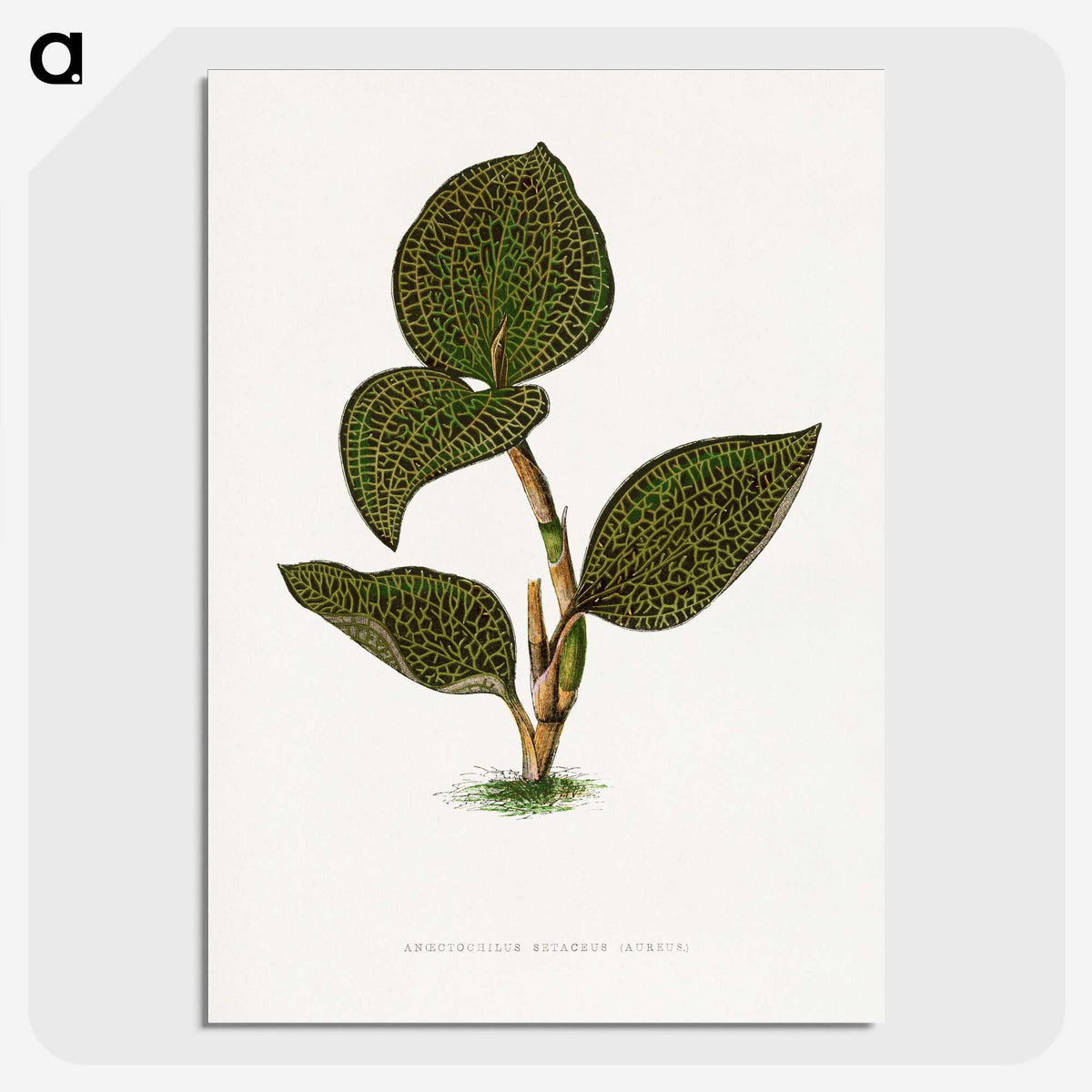 1-85_Plants-with-Colored-Foliage_picture-crop