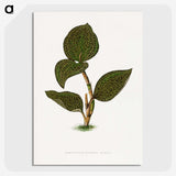 1-85_Plants-with-Colored-Foliage_picture-crop