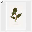1-85_Plants-with-Colored-Foliage_picture