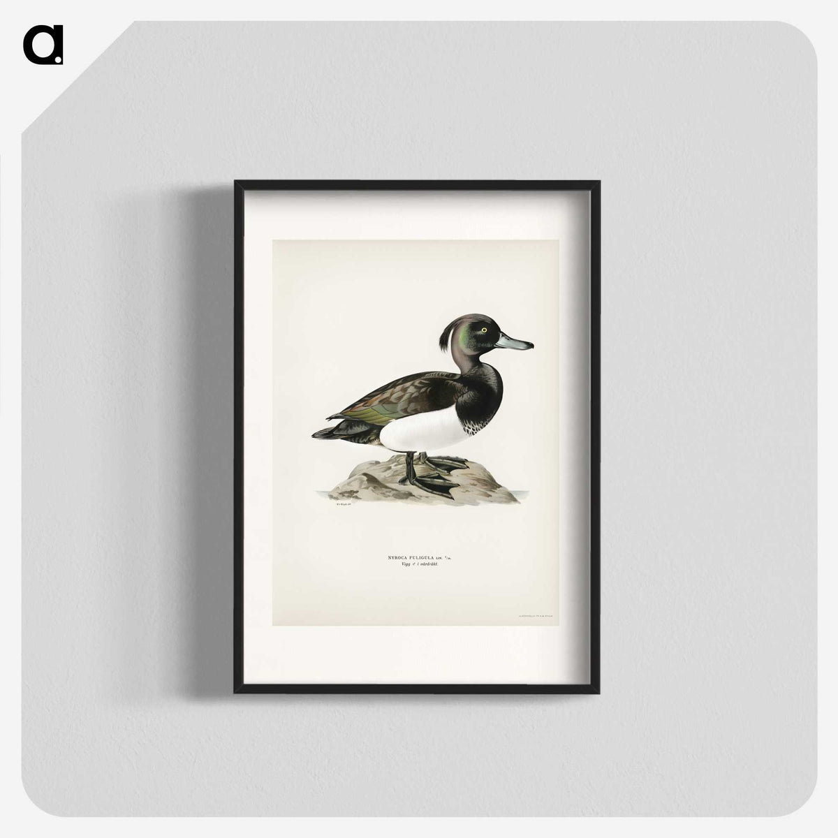 1-85_Svenska-Faglar_blk