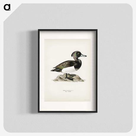 1-85_Svenska-Faglar_blk