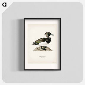 アートポスター-Ferruginous Duck
 - スヴェンスカ フォグラル Poster.