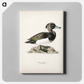 アートパネル-Ferruginous Duck
 - スヴェンスカ フォグラル Canvas.