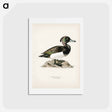 アートポストカード-Ferruginous Duck
 - スヴェンスカ フォグラル Postcard.