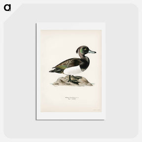 アートポストカード-Ferruginous Duck
 - スヴェンスカ フォグラル Postcard.