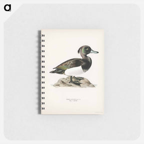 アートメモ帳-Ferruginous Duck
 - スヴェンスカ フォグラル Memo.