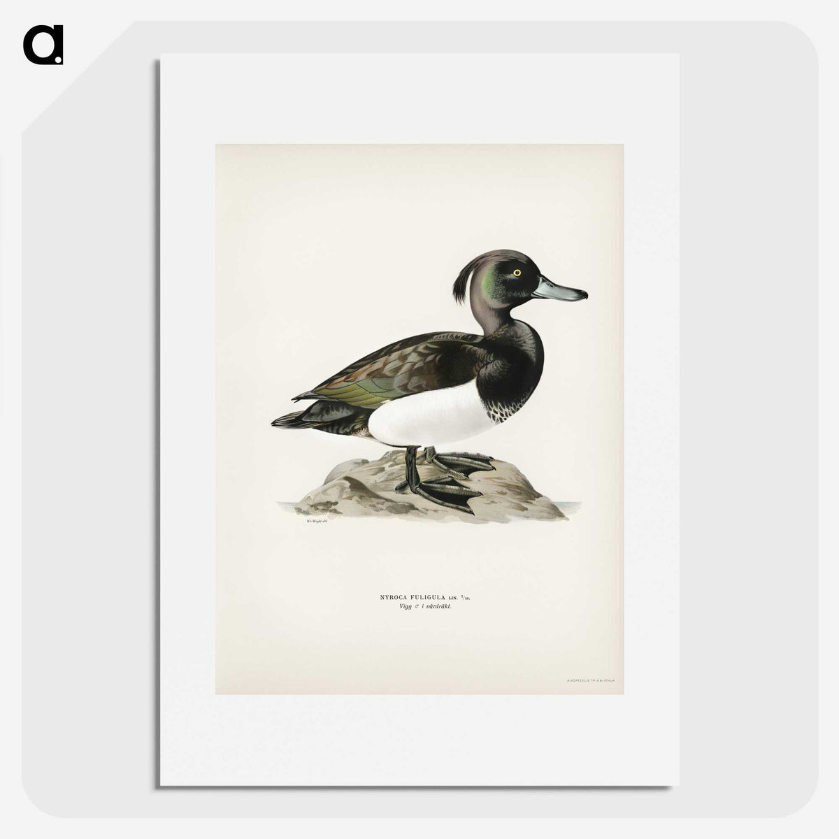 1-85_Svenska-Faglar_picture