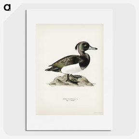 1-85_Svenska-Faglar_picture