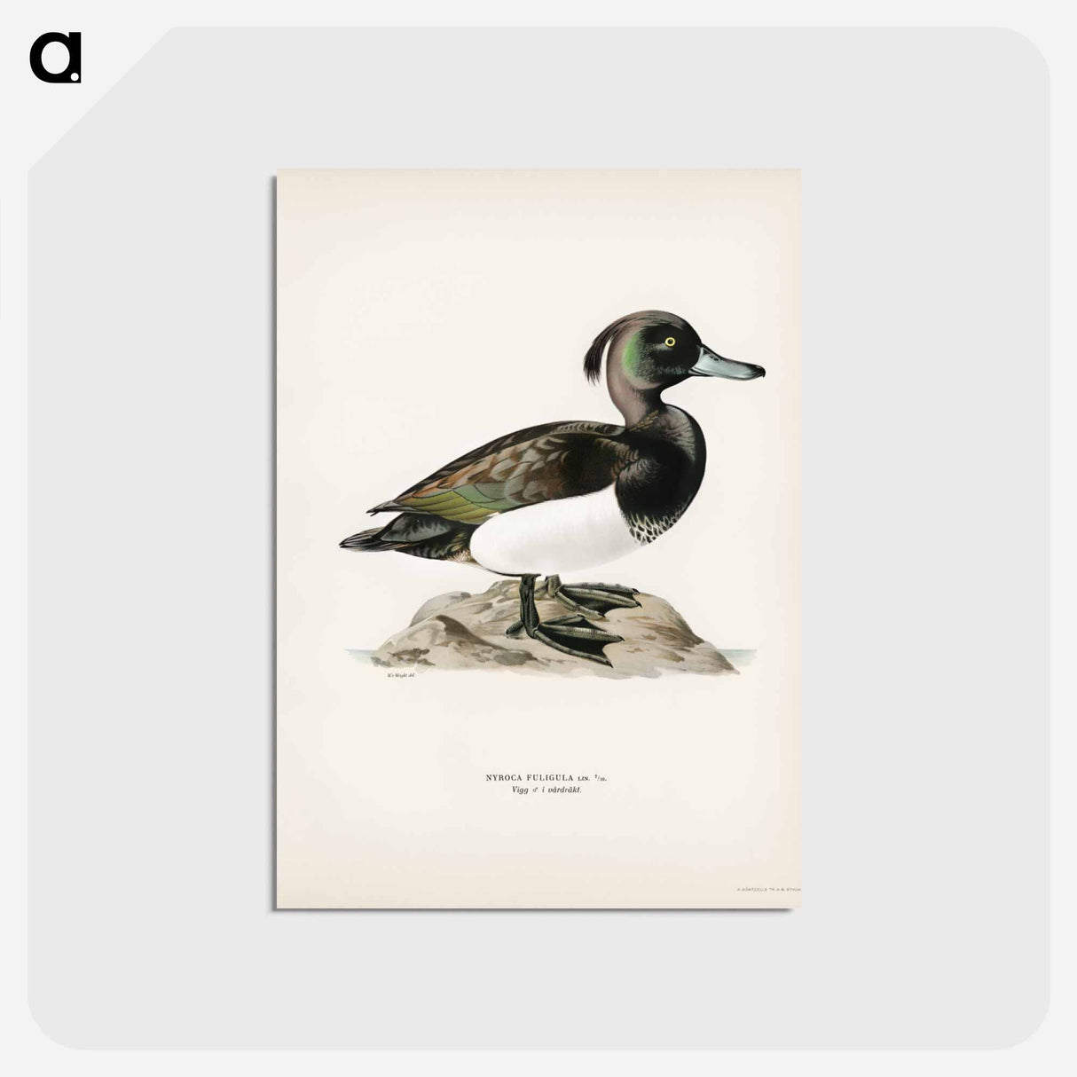 アートポストカード-Ferruginous Duck
 - スヴェンスカ フォグラル Postcard.