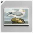 アートパネル-Fulmar Petrel from Birds of America
 - アメリカの鳥たち Canvas.