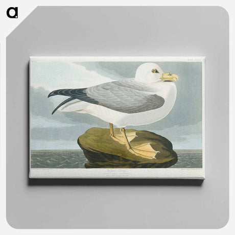アートパネル-Fulmar Petrel from Birds of America
 - アメリカの鳥たち Canvas.