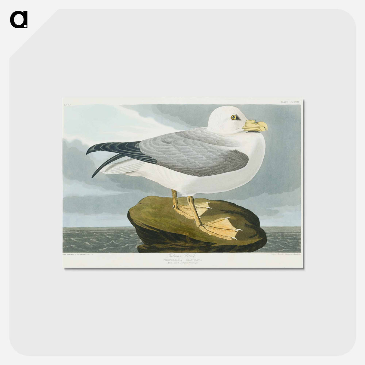アートポストカード-Fulmar Petrel from Birds of America
 - アメリカの鳥たち Postcard.