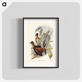 アートポスター-Albert Lyre-Bird
 - オーストラリアの鳥 Poster.