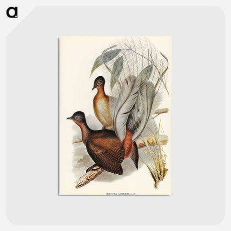 アートポストカード-Albert Lyre-Bird
 - オーストラリアの鳥 Postcard.