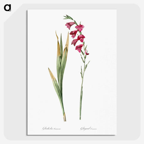 1-85_The-Lilies_picture-crop