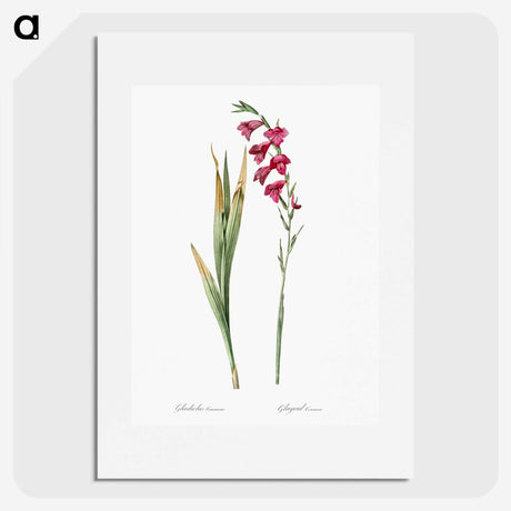 1-85_The-Lilies_picture