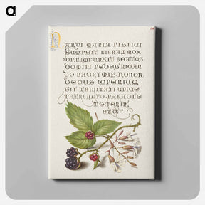 アートパネル-Blackberry and Nottingham Catchfly
 - 書道のお手本 Canvas.