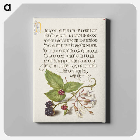 アートパネル-Blackberry and Nottingham Catchfly
 - 書道のお手本 Canvas.