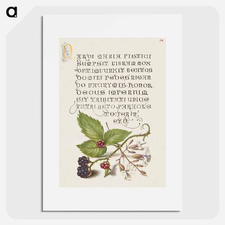 アートポスター-Blackberry and Nottingham Catchfly
 - 書道のお手本 Poster.