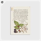アートポストカード-Blackberry and Nottingham Catchfly
 - 書道のお手本 Postcard.