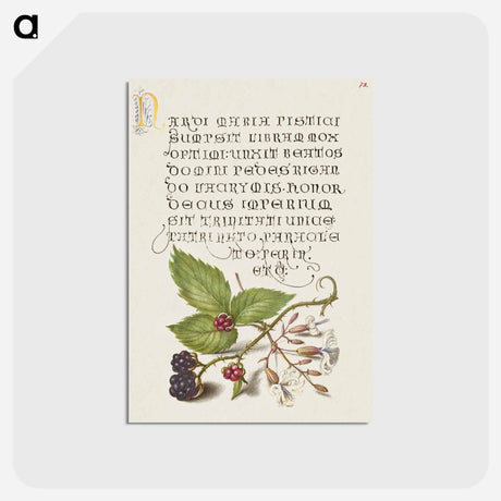アートポストカード-Blackberry and Nottingham Catchfly
 - 書道のお手本 Postcard.