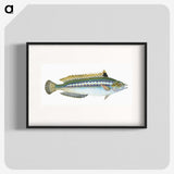 1-85_The-Natural-History-of-British-Fishes_blk