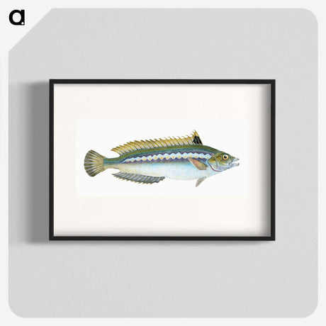 1-85_The-Natural-History-of-British-Fishes_blk