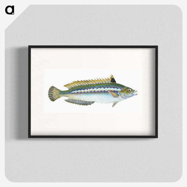 1-85_The-Natural-History-of-British-Fishes_blk