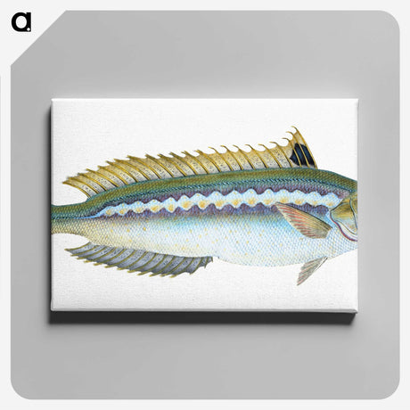 1-85_The-Natural-History-of-British-Fishes_canvas