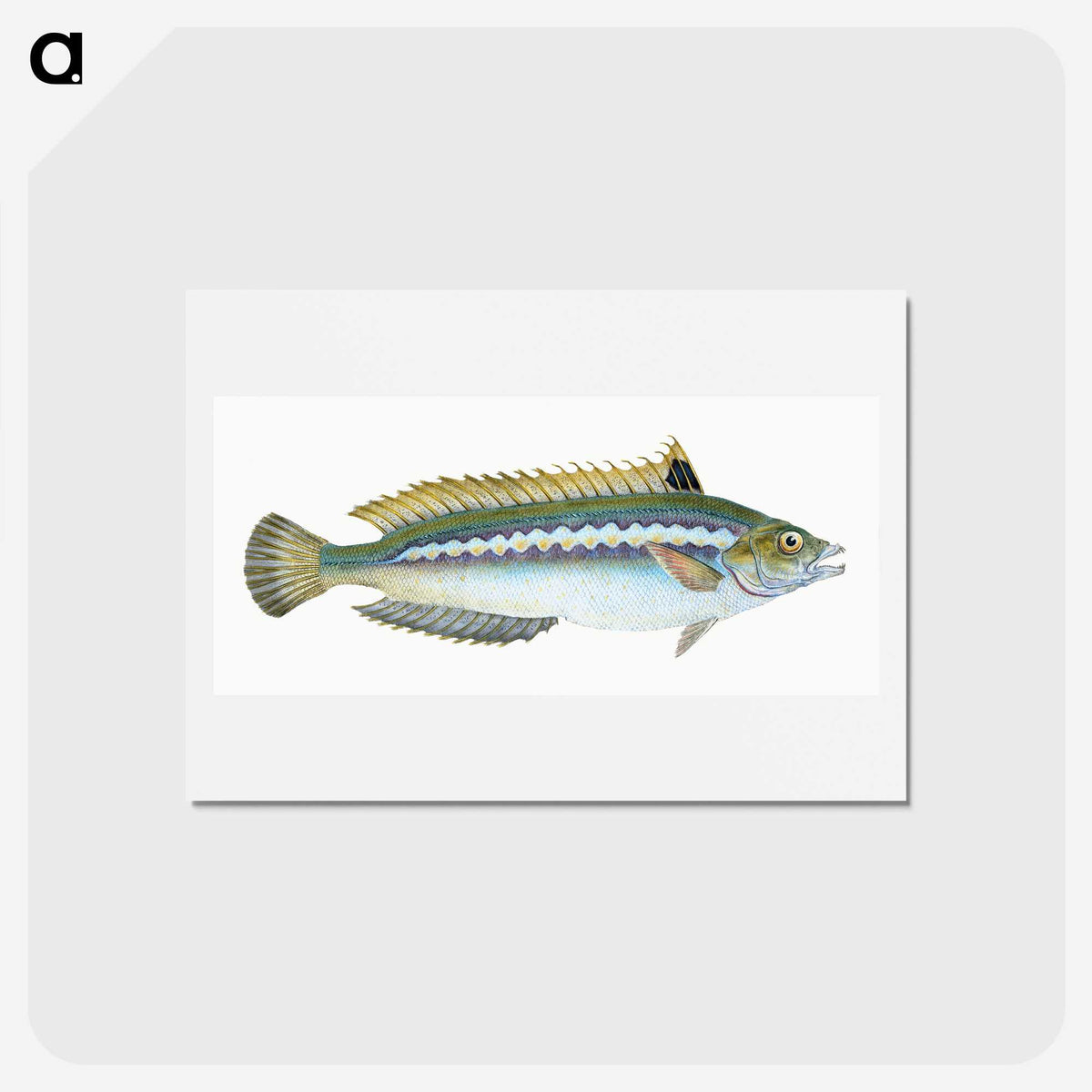 1-85_The-Natural-History-of-British-Fishes_hagaki