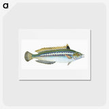 1-85_The-Natural-History-of-British-Fishes_hagaki