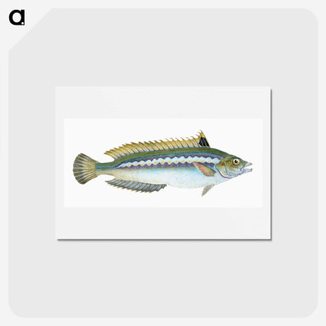 1-85_The-Natural-History-of-British-Fishes_hagaki