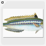 1-85_The-Natural-History-of-British-Fishes_picture-crop