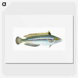 1-85_The-Natural-History-of-British-Fishes_picture