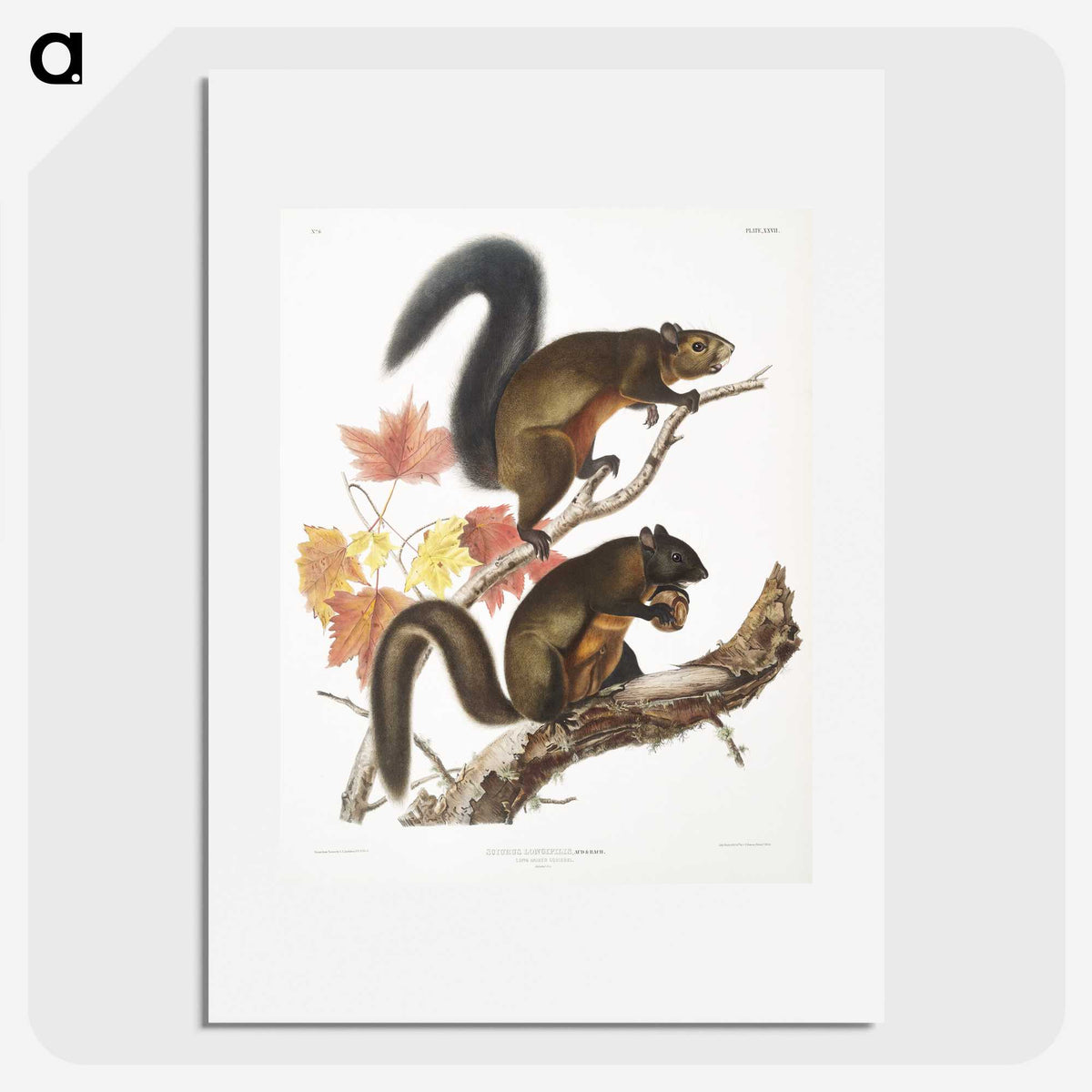 1-85_The-Viviparous-Quadrupeds_picture