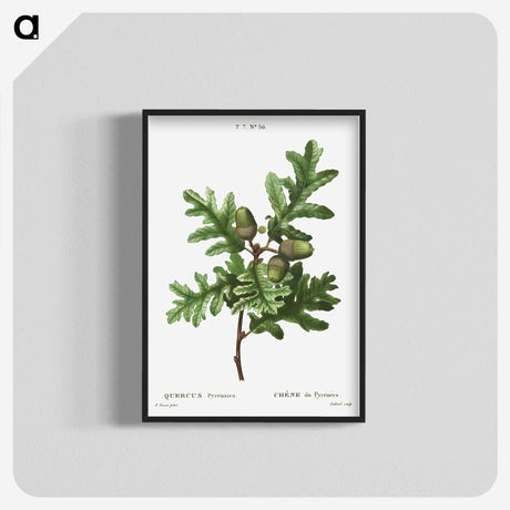 1-85_Treatise-on-Trees-and-Shrubs_blk-crop