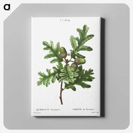 1-85_Treatise-on-Trees-and-Shrubs_canvas