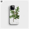 1-85_Treatise-on-Trees-and-Shrubs_phone