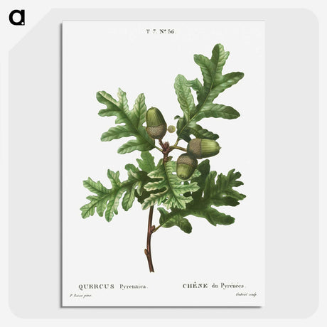 1-85_Treatise-on-Trees-and-Shrubs_picture-crop