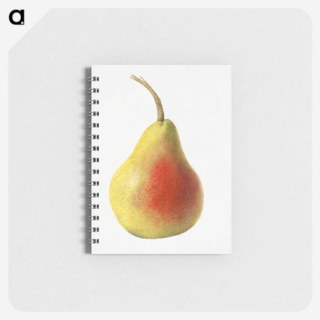 1-85_USDA-Watercolor-Fruit-Painting-Collection_memo