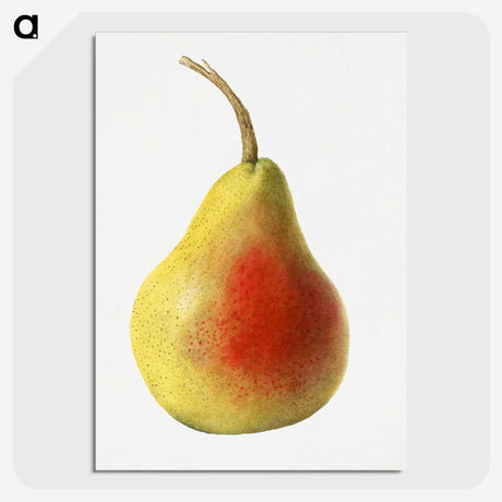1-85_USDA-Watercolor-Fruit-Painting-Collection_picture-crop
