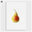 1-85_USDA-Watercolor-Fruit-Painting-Collection_picture