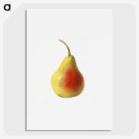 1-85_USDA-Watercolor-Fruit-Painting-Collection_picture